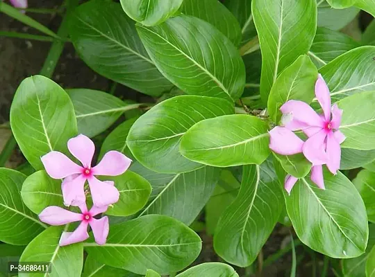 Natural Sadabahar Plant-thumb2