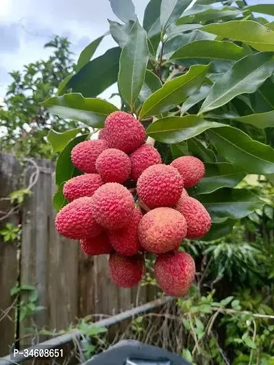 Natural Litchi Plant-thumb0