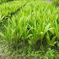 Natural Betel Nutsupari Plant-thumb2