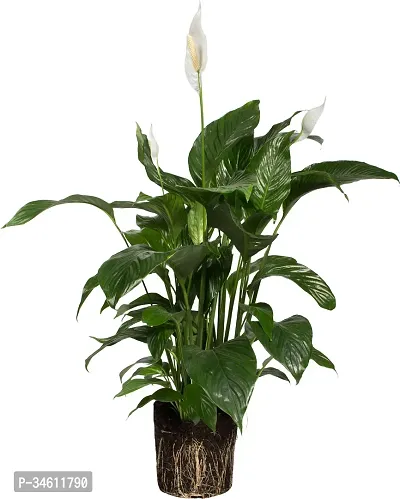 Natural Peace Lily Plant-thumb0