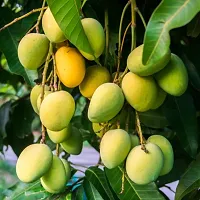 All Time Mango Plant-thumb2