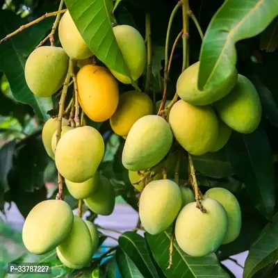 All Time Mango Plant-thumb3