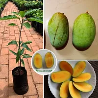 Aswina Mango Plant Grafted-thumb1