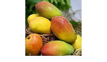 Grafted Sweet Mango Plant Pack Of 1-thumb2