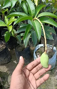 Grafted Sweet Mango Plant Pack Of 1-thumb1