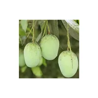 Japanese Miyazaki Mango Grafted Live Plant-thumb3