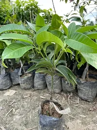 Thai Royal Blue Grafted Sweet Mango Plant-thumb2