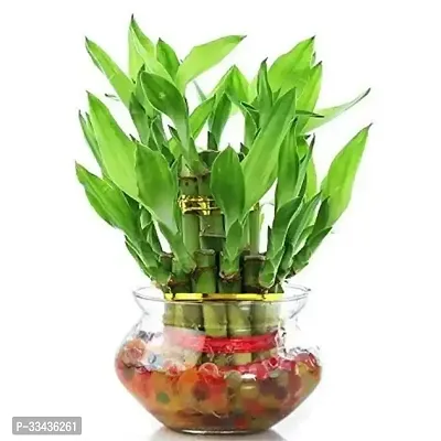 Long Live Plant for Home Decor-thumb0