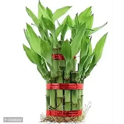 Long Live Plant for Home Decor-thumb0