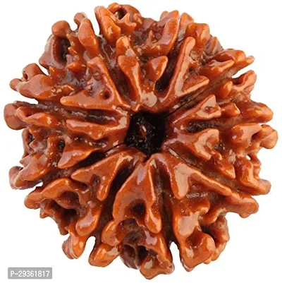 Grade 9 Mukhi Rudraksha Original Certified Nepali Nine Face Rudraksha with Silver Capping