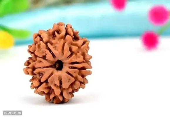 10 Mukhi Rudraksha Original Certified Nepali Natural Das Mukhi Rudraksha  Bead