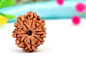 10 Mukhi Rudraksha 10 Faced Indonesia/java Bead Certified Rudraksha-thumb2