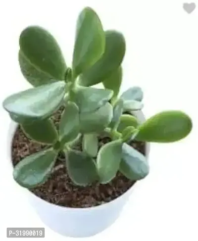 Crassula Ovata Jade Plant Live Succulent Plants (Good Luck Feng Shui)