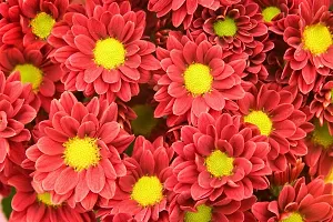 Chrysanthemum flower seeds, Flower seeds for chrysanthemum, Seeds for chrysanthemum flower ( 60 seeds )-thumb1