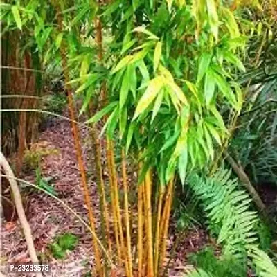 Bamboo seeds for farming,High germination (40 seeds)-thumb0
