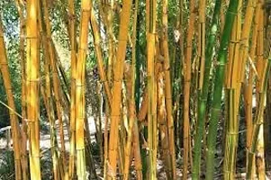 Yellow bamboo plant seeds (200 seeds)-thumb3