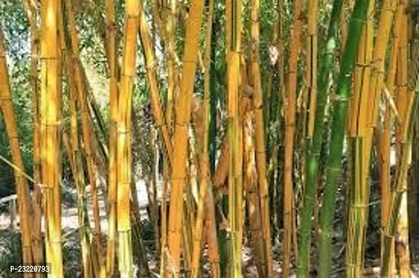 Yellow bamboo plant seeds (200 seeds)-thumb4