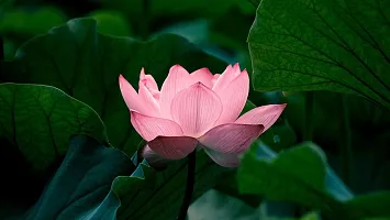 Lotus seeds for planting in water, Water planting seeds for lotus flower, 100% germination water lotus plant seeds ( 18 seeds)-thumb4