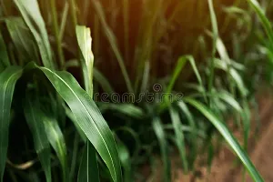 Sorghum sudan grass seeds, Sudan sorghum grass seeds, Best sorghum seeds for sudan grass ( 10000 seeds )-thumb3