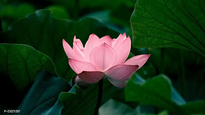 Lotus seeds mix colour, Mix colour seeds for lotus flower, 100% germination mix colour lotus plant seeds ( 8 seeds)-thumb2