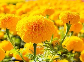 Flower seeds for home garden, Home garden flower seeds , Seeds for flower in home garden ( 120 seeds ) - 100% Germination-thumb2