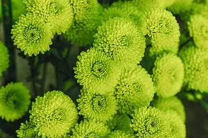 Chrysanthemum flower seeds, Flower seeds for chrysanthemum, Seeds for chrysanthemum flower ( 60 seeds )-thumb3