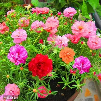 Portulaca double flower plant live multicolour (10 Cuttings Different Colour)-thumb2