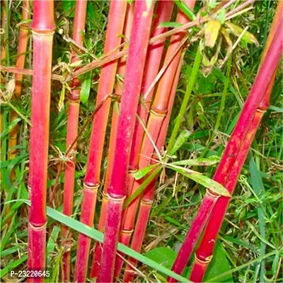 Bamboo plant seeds outdoor (450 seeds)-thumb0