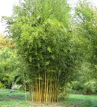 Bamboo plant seeds outdoor (350 seeds)-thumb2