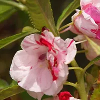 Balsam double mixed flower seeds (120 seeds)-thumb1