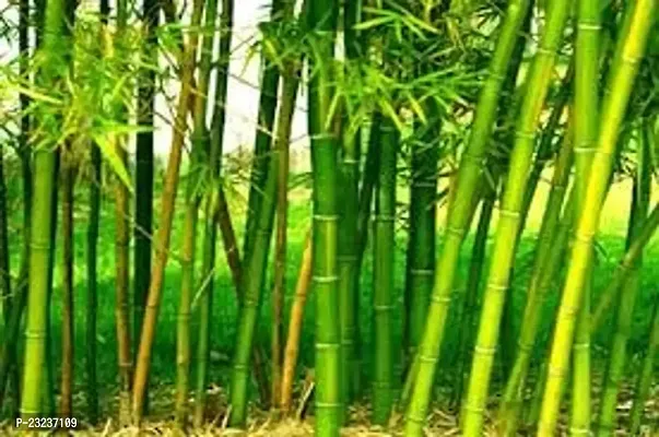 Bamboo seeds for farming,High germination (35 seeds)-thumb0