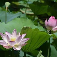 Lotus seeds for planting in pond, Pond planting seeds for lotus flower, 100% germination pond lotus plant seeds ( 18 seeds)-thumb2