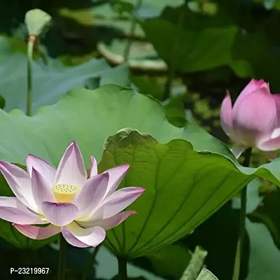 Lotus seeds for planting in pond, Pond planting seeds for lotus flower, 100% germination pond lotus plant seeds ( 18 seeds)-thumb3