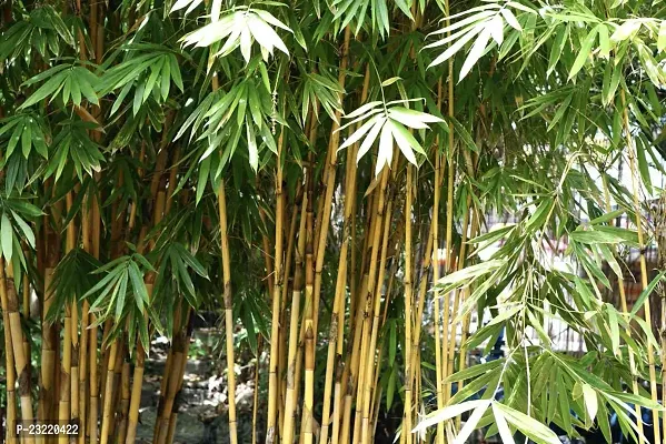 Bamboo plant seeds for home garden (400 seeds)