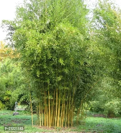 Bamboo plant seeds (200 seeds)-thumb2