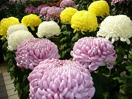 Chrysanthemum flower seeds, Flower seeds for chrysanthemum, Seeds for chrysanthemum flower ( 90 seeds )-thumb1