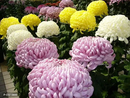 Chrysanthemum flower seeds, Flower seeds for chrysanthemum, Seeds for chrysanthemum flower ( 90 seeds )-thumb2