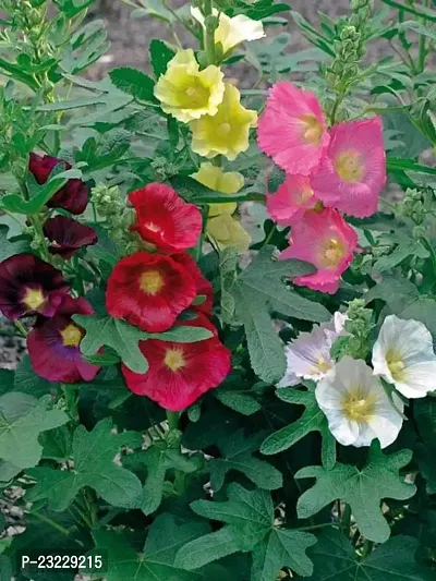 Hollyhock double flower seedshigh germination (26 seeds)-thumb4