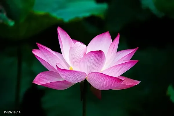 Big size lotus flower seeds, Seeds for lotus flower Big size, 95% germination big size lotus seeds ( 8 seeds)