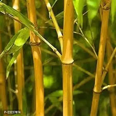 Bamboo seeds for farming,High germination (50 seeds)-thumb0