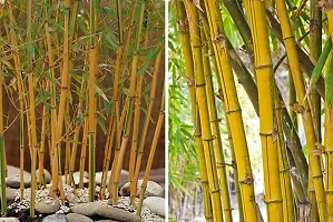 Bamboo plant seeds for home garden (450 seeds)-thumb2