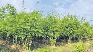 Bamboo seeds hybrid,High germination (45 seeds)-thumb3