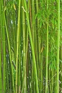 Golden bamboo seeds for planting,High germination (45 seeds)-thumb2