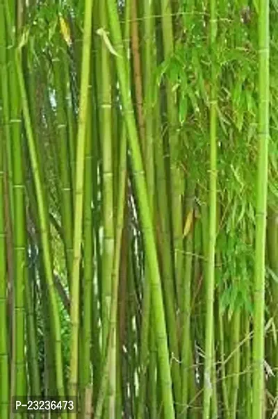 Golden bamboo seeds for planting,High germination (45 seeds)-thumb3