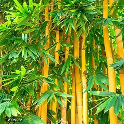 Bamboo plant seeds for home garden (500 seeds)-thumb0