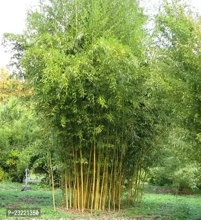 Bamboo plant seeds for home garden (250 seeds)-thumb2