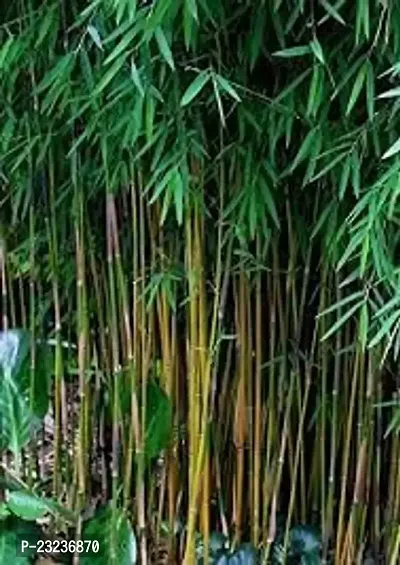 Hybrid bamboo seeds for planting,High germination (50 seeds)