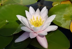 Lotus seeds for planting in pond, Pond planting seeds for lotus flower, 100% germination pond lotus plant seeds ( 16 seeds)-thumb3