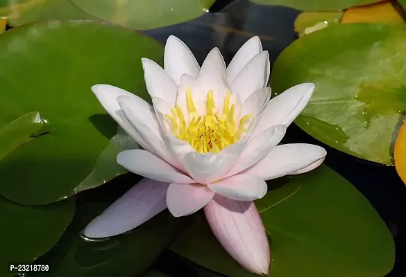 Lotus seeds for planting in pond, Pond planting seeds for lotus flower, 100% germination pond lotus plant seeds ( 16 seeds)-thumb4