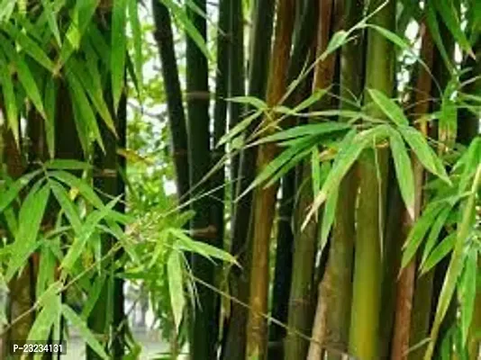 Bamboo seeds for fencing,High germination (50 seeds)-thumb0